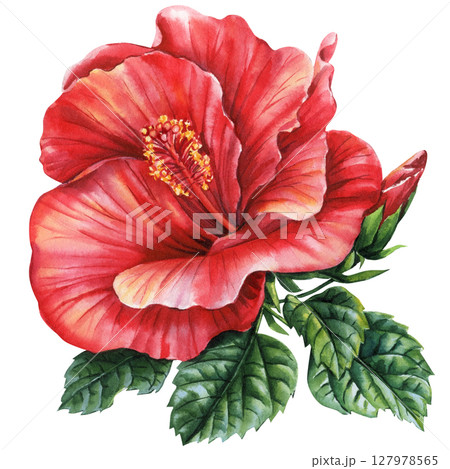 Red hibiscus flower watercolor clipart tropical bloom with green leaves for summer wedding invitations fabric prints crafts Red hibiscus flower watercolor clipart tropical bloom with green leaves for summer wedding invitations fabric prints crafts 127978565