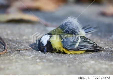Dead great tit on the ground 127978578