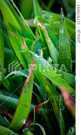 Dews on grass in the morning 127979093