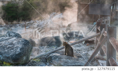 tabby kitten on rock of mount Unzen Hell valley at sunset, Nagasaki tabby kitten on rock of mount Unzen Hell valley at sunset, Nagasaki 127979115