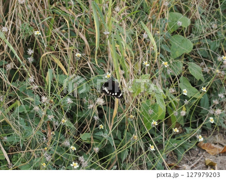 草間の黒い舞 ― ホーム・ヒルの蝶と小花 127979203
