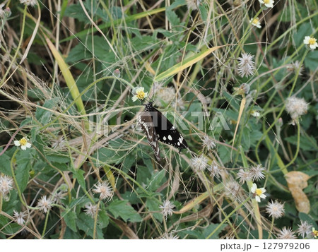 羽の静寂、草間のまどろみ ― ホーム・ヒル 野の記憶 127979206