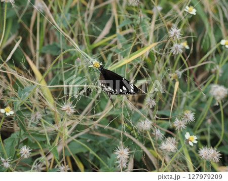翅の記憶と地表の詩 ― ホーム・ヒル 野草の午後 翅の記憶と地表の詩 ― ホーム・ヒル 野草の午後 127979209