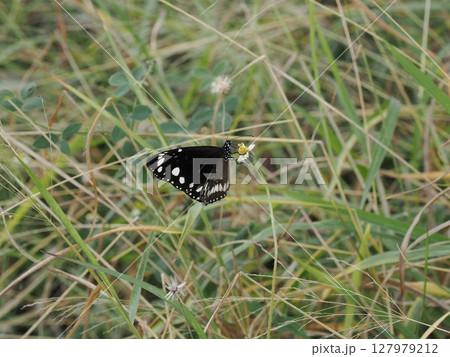 草間に灯る黒翅 ― ホーム・ヒル、蝶と地表の交点 127979212