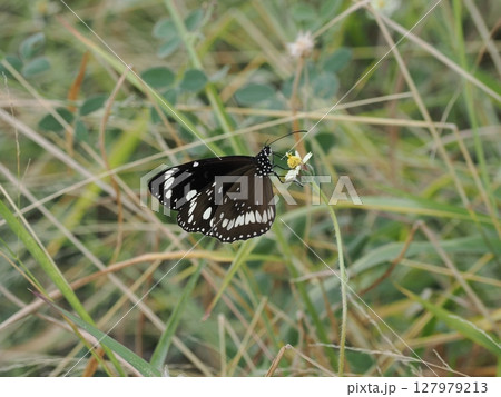 草間に灯る黒翅 ― ホーム・ヒル、蝶と地表の交点 草間に灯る黒翅 ― ホーム・ヒル、蝶と地表の交点 127979213