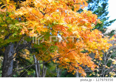 紅葉したモミジ 127979350