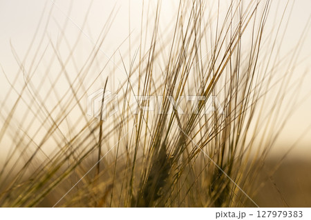 yellow rye in the field in the summer during sunset, production of agricultural rye plants in eastern Europe during sunset yellow rye in the field in the summer during sunset, production of agricultural rye plants in eastern Europe during sunset 127979383