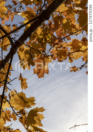 Maple foliage in the autumn season against the blue sky in sunny weather, maple foliage during the fall of leaves in Indian summer Maple foliage in the autumn season against the blue sky in sunny weather, maple foliage during the fall of leaves in Indian summer 127979396