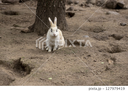 an adult black and white rabbit in a yard with lots of holes and holes, one large rabbit on the ground in a yard without grass an adult black and white rabbit in a yard with lots of holes and holes, one large rabbit on the ground in a yard without grass 127979419