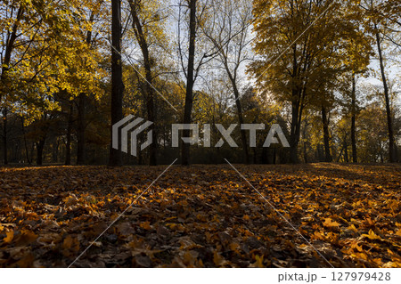yellow foliage on maples growing in the park in the autumn season, beautiful maples with yellowing foliage in sunny weather in autumn yellow foliage on maples growing in the park in the autumn season, beautiful maples with yellowing foliage in sunny weather in autumn 127979428