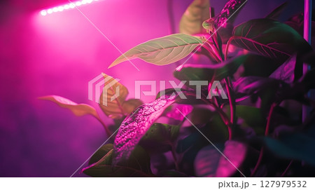 pink plant light grow light pink plant light grow light 127979532
