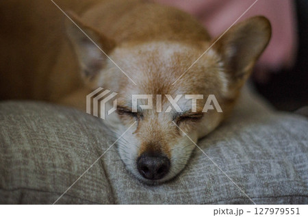 Sleeping Dog on Pillow Peaceful Pet Moment Sleeping Dog on Pillow Peaceful Pet Moment 127979551