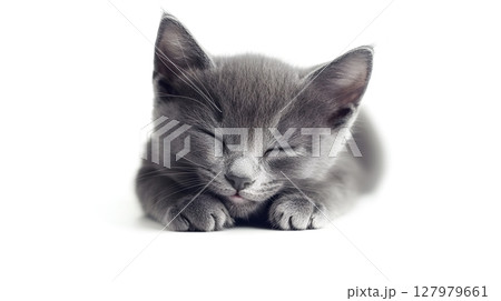 sleeping gray kitten 127979661
