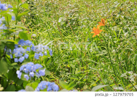 六甲高山植物園 六甲高山植物園 127979705