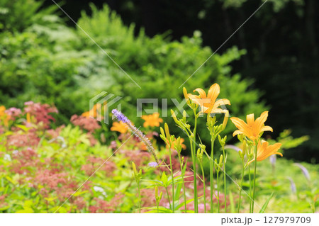 六甲高山植物園 六甲高山植物園 127979709