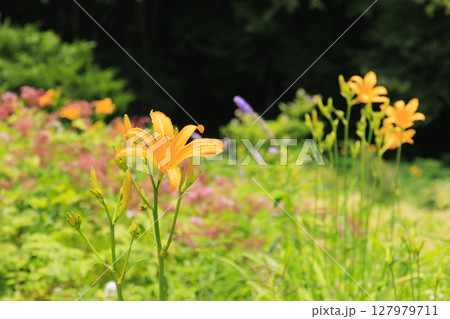 六甲高山植物園 127979711