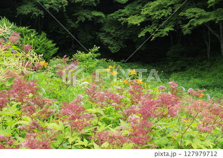 六甲高山植物園 127979712