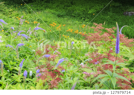 六甲高山植物園 127979714
