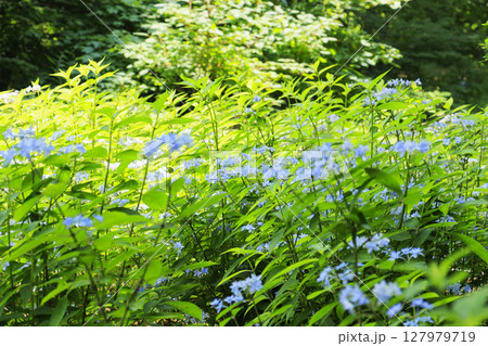 六甲高山植物園 127979719
