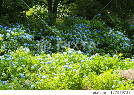 六甲高山植物園 六甲高山植物園 127979722