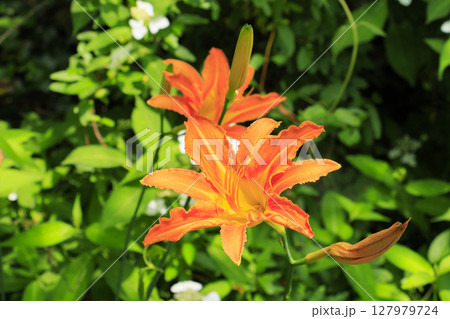 六甲高山植物園 127979724