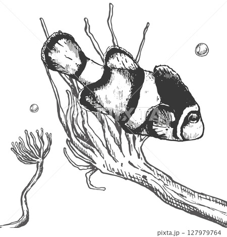 Vector Illustration of ink hand drawn clownfish ang anemones. Vector Illustration of ink hand drawn clownfish ang anemones. 127979764