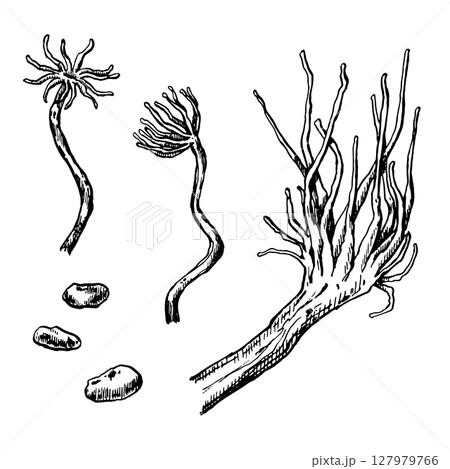 Vector set of sea anemones and rocks illustrations. 127979766
