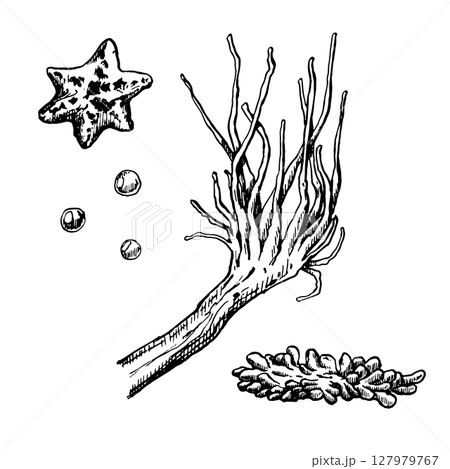 Vector set of sea anemone, starfish and bubbles illustrations. 127979767