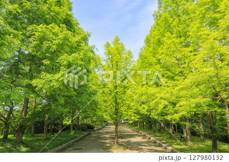 新緑とあじさい満開の神戸市立森林植物園 新緑とあじさい満開の神戸市立森林植物園 127980132