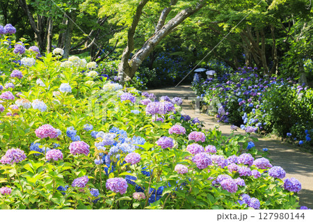 新緑とあじさい満開の神戸市立森林植物園 127980144