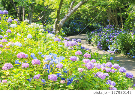 新緑とあじさい満開の神戸市立森林植物園 新緑とあじさい満開の神戸市立森林植物園 127980145