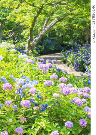 新緑とあじさい満開の神戸市立森林植物園 127980146
