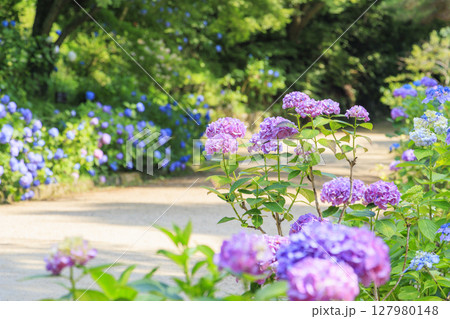新緑とあじさい満開の神戸市立森林植物園 127980148