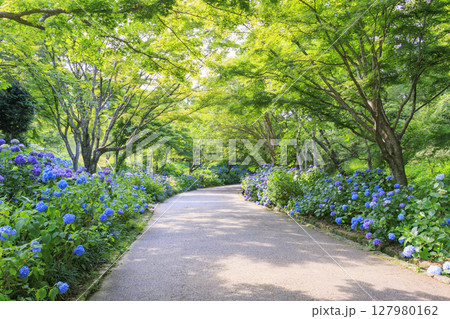 新緑とあじさい満開の神戸市立森林植物園 127980162
