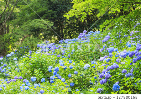 新緑とあじさい満開の神戸市立森林植物園 127980168