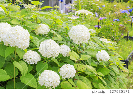新緑とあじさい満開の神戸市立森林植物園 新緑とあじさい満開の神戸市立森林植物園 127980171