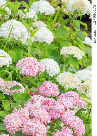 新緑とあじさい満開の神戸市立森林植物園 127980172