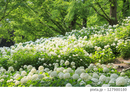 新緑とあじさい満開の神戸市立森林植物園 127980180