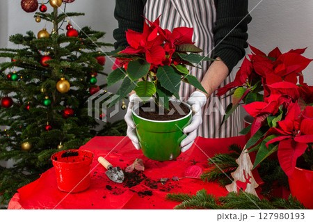 A man transplants Poinsettia flowers into a new pot 127980193