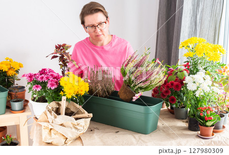 A 50-year-old woman transplanting autumn heather flowers into pots, enhancing her home terrace or balcony with vibrant seasonal decor 127980309