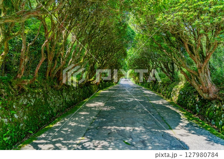 恩賜箱根公園の緑に囲まれた道 127980784