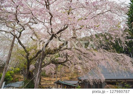 島田市川根町の寿永の桜の風景(静岡県) 127980787