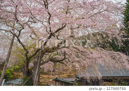 島田市川根町の寿永の桜の風景(静岡県) 127980788