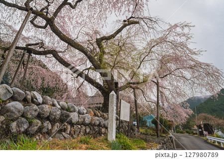 島田市川根町の寿永の桜の風景(静岡県) 島田市川根町の寿永の桜の風景(静岡県) 127980789