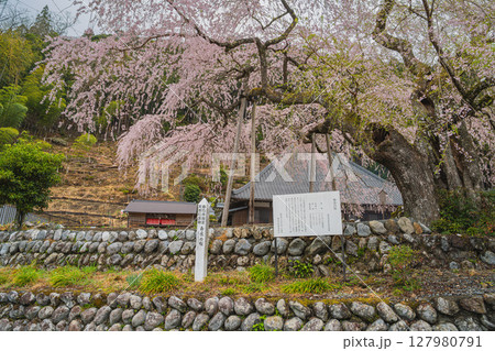 島田市川根町の寿永の桜の風景(静岡県) 127980791