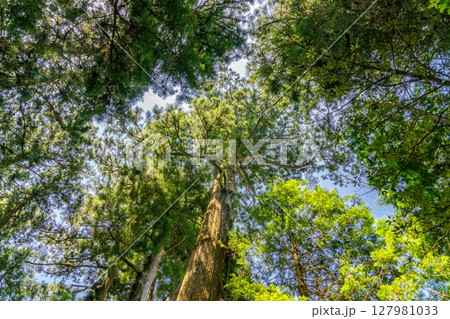 空に向かって伸びる木 127981033