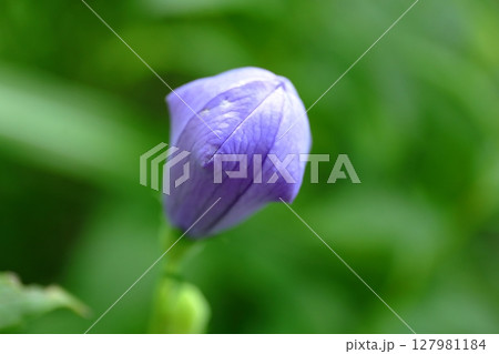 桔梗（つぼみ） 127981184