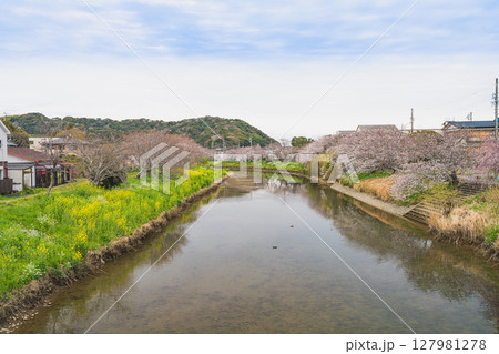 牧之原市の勝間田川の菜の花と桜並木の風景(静岡県) 牧之原市の勝間田川の菜の花と桜並木の風景(静岡県) 127981278
