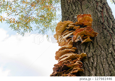 Autumn Parasite: Large Mushroom on Tree Trun 127981446