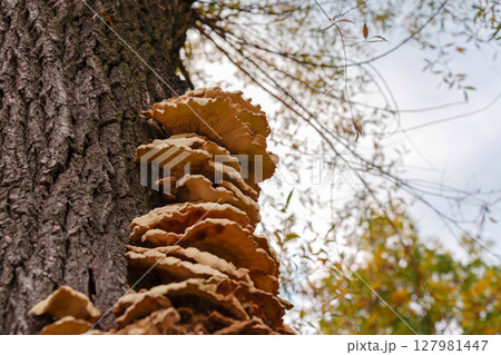 Large parasitic mushroom growing on a tree trunk in autumn Large parasitic mushroom growing on a tree trunk in autumn 127981447